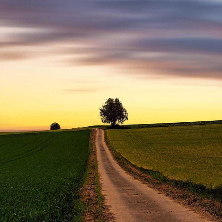 Ein Weg mit Baum im Hintergrund bei Sonnenuntergang